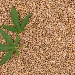 Hemp seed