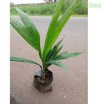 Supergene Oil Palm Seedlings