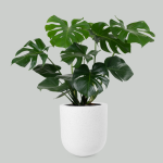 Monstera