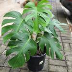 Monstera