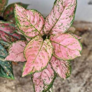 Aglaonema Pink