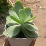 Kalanchoe farinacea ( Succulent)