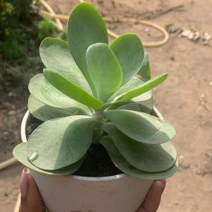 Kalanchoe farinacea ( Succulent)