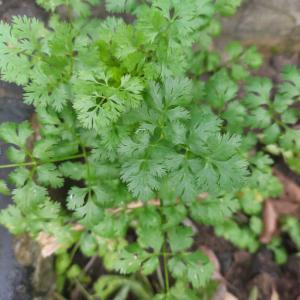 Parsley