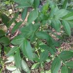 Elderberry seedling