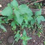 Stinging Nettle