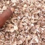 Moringa seed