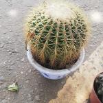 Golden barrel cactus