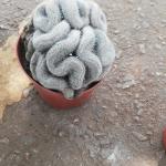 Mammillaria elongata Cactus