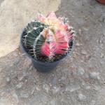Gymnocalycium mihanovichii Cactus