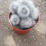 Mammillaria Albicoma Cactus