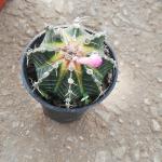 Aztekium Cactus